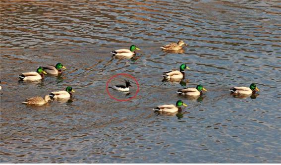 지난 6일, 울산 태화강 중상류에서 발견된 멸종위기종 