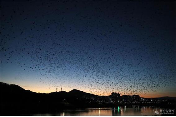지난 8일, 겨울 철새인 떼까마귀 무리가 태화강 주변을 비행하고 있다. 울산시 제공