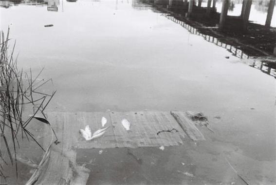 울산은 1962년 특정공업지구로 지정된 이후 공장 폐수 등이 그대로 태화강에 흘러들면서 매년 물고기 수십만 마리가 폐사하는 ‘죽음의 강’으로 불렸다. 울산시 제공