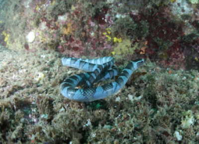 다도해서 열대·아열대성 ‘넓은띠큰바다뱀·밤수지맨드라미’ 확인